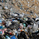 Image for article titled How We Turned Gulls Into Trash Birds